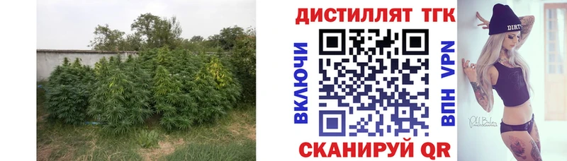 купить  цена  Карталы  Дистиллят ТГК гашишное масло 